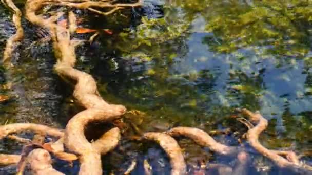 Das Klare Grüne Bachwasser Fließt Durch Die Wurzeln Des Mangrovenwaldes — Stockvideo
