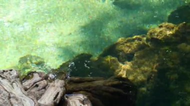 Temiz akarsu akışı, mangrov orman kökü, Scatophagus argus balığı yüzüşü. Krabi Eyaleti Tayland 'daki Tha Pom Klong Song Nam' daki açık yeşil zümrüt mineral havuzunu kapatın. Turist eğlencesi.