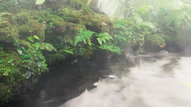 Fern Zielony Liść Mech Strumieni Rzecznych Płynących Ogrodzie Stylu Dżungli — Wideo stockowe