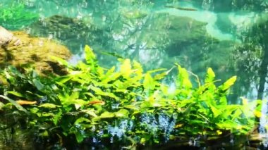 Kristal berrak akarsuyu kapatın. Su bitkileri ve balıkların yüzdüğü maden suyu aksın. Krabi Eyaleti Tayland 'daki Tha Pom Klong Song Nam' da açık yeşil zümrüt mineral havuzu. Turist eğlencesi.