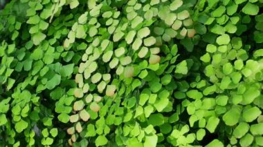 Yakın çekim Adiantum Radyasyonu 'nun güzel yaprakları veya Delta Maidenhair eğreltiotu, kapalı alanlarda yetişen en en popüler eğreltiotlarından biridir. Güney Amerika 'ya özgüdür..