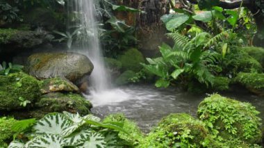 Tropikal bitkiler, eğrelti otları ve yosunlu şelale, sakin su düşüşü için yavaş deklanşör hızıyla 4K çekim. Doğal güzellikler şelalede dinleniyor tropikal bahçelerde yemyeşil yağmur ormanları ve yosunlarla.