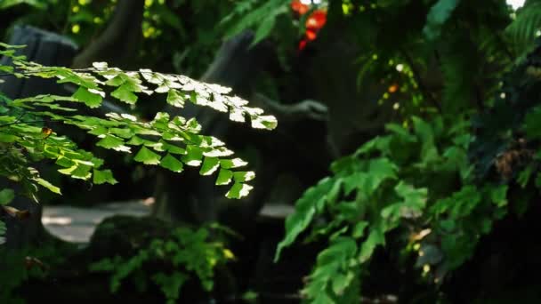 Uzavřít Zelené Listy Delta Maidenhair Kapradí Letní Sezóně Krása Přírodě — Stock video