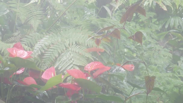 Prachtige Regenwoud Tropische Tuin Met Bloeiende Rode Flamingo Bloemen Tropisch — Stockvideo
