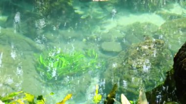 Kristal berrak akarsu akışını su bitkileri ve tropikal balıklarla kapatın. Krabi Eyaleti Tayland 'daki Tha Pom Klong Song Nam' da açık yeşil zümrüt mineral havuzu. Turist eğlencesi.