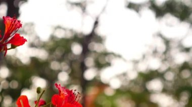 Alev alan Ağaç ya da Tavuskuşu Çiçeği ya da Orman Çiçeği Bahçede güneş ışığıyla birlikte bulanık arka planda çiçek açar. 4K Güzel egzotik kırmızı çiçekler İlkbaharda ağaçta çiçek açar.