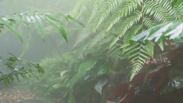 美しいエメラルドグリーンの熱帯雨林の葉で雨を閉じ 霧霧の流れ 熱帯雨林の庭は穏やかな瞑想シーンや自然環境の美しさに最適です — ストック動画