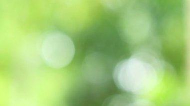4K dikişsiz döngü güzel bulanık yeşil doğa bokeh arka plan. Ağaçların yapraklarında parlayan güneş ışığı, bulanık arka plan. Parlak sabah güneşi yeşil bokeh yeşil yapraklar arasında.