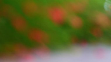 Değişen odak noktası ve Russelia equisetiforis 'in yumuşak makro çekimi, yaygın olarak çeşme, kestane fişeği, mercan bitkisi, mercan çeşmesi, mercan esintisi ve çeşme bitkisi olarak bilinir. Bahçelerdeki tropik bitkiler.