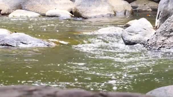 Plan Rapproché Régulier Ruisseau Montagne Avec Des Rives Vertes Parc — Video