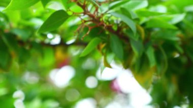 Yaz günü parlak pembe begonvil çiçeklerini kapatıyoruz. Pembe bir Bougainvillea bitkisinin yapraklarına yaslan. Renkli güzel pembe begonviller tropikal bahar bahçesindeki ağaçlarda.