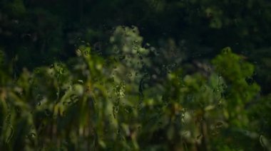 Cam camlara düşen yağmur damlaları dışarıdaki palmiye ağaçlarına yağan yağmuru gösteriyor. 4K yağmur damlaları yeşil doğa ormanlarının arka planına düşüyor. Akan su damlaları.