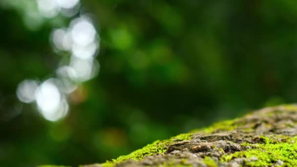 コピースペース付きの美しい森のボケの背景 風から振動する美しい熱帯雨林のボケを背景に 緑の苔で覆われた切り株の閉じるまで 美しいぼやけた自然 — ストック動画