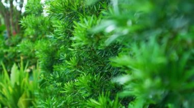 Odaklanmak için bulanık. Rüzgarda hareket eden doğal taze ağaç yaprakları. Yaz ve ilkbahar arka planında güzellik. Ekoloji Ortamı arkaplanı