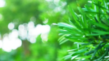 Odaklanmak için bulanık. Rüzgarda hareket eden doğal taze ağaç yaprakları. Yazın ve ilkbaharda güzellik. Ekoloji Ortamı arkaplanı