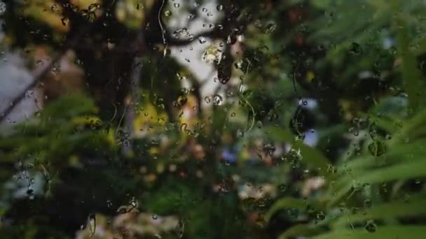 Absztrakt Esőcseppek Ablaküvegen Azt Mutatják Hogy Esik Eső Esőerdős Kerttel — Stock videók