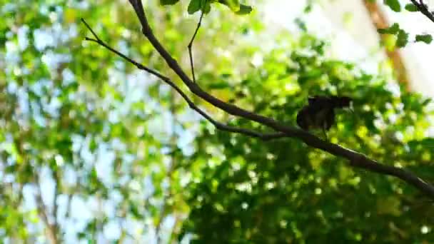 Black Bird Perched Tree Wind Blowing — Stock Video