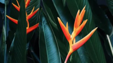 Heliconia psittacorum veya Heliconia Golden Torch veya Sahte Cennet Kuşu rüzgarda hareket ediyor. Orman bahçesinde yaprakları olan egzotik tropik çiçekler.