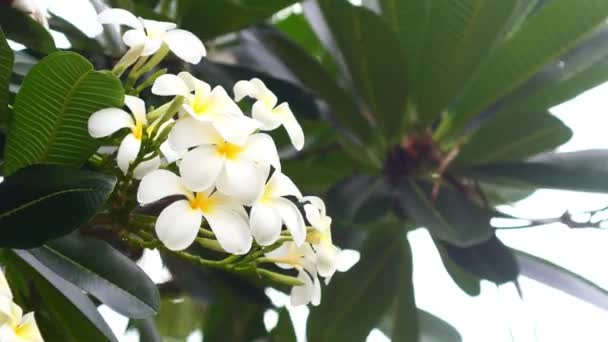 満開の白いプルメリアの花や 美しいボケの緑の自然を背景に風に吹いているフランジパニの花の閉鎖 フランジパニ 寺の木 メキシコのプルメリア パゴダ 抽象的な夏の季節 — ストック動画