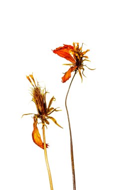 Beyaz arka plan üzerinde izole kuru cosmos çiçekler