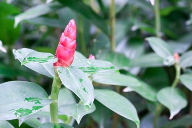Costus spicatus, olarak da bilinen çivili Spirlaflag zencefil veya Hindistan