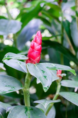 Costus spicatus, olarak da bilinen çivili Spirlaflag zencefil veya Hindistan