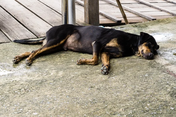 Perro callejero solitario sin hogar — Foto de Stock