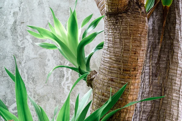 Sprout of Green leaves dracaena loureiri gagnep — Stock Photo, Image