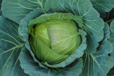 Sebze bahçesinde kafasına lahana