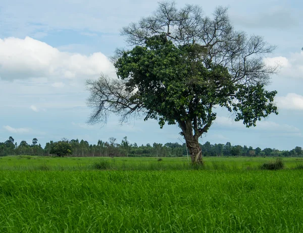 Boom in rijst veld — Stockfoto