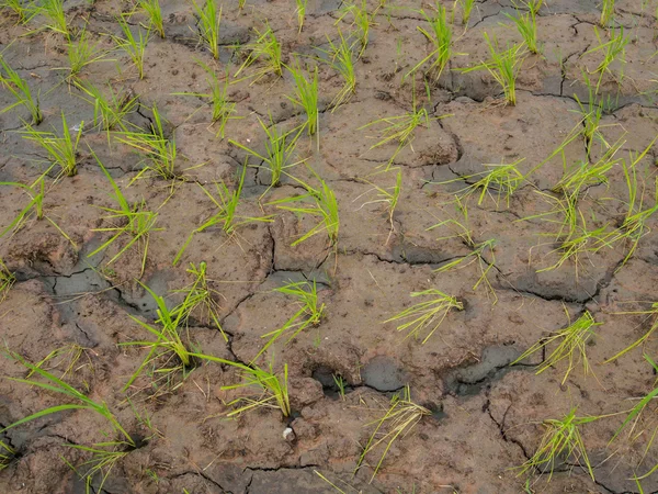 Rice roślin i gleby chomikuj, — Zdjęcie stockowe