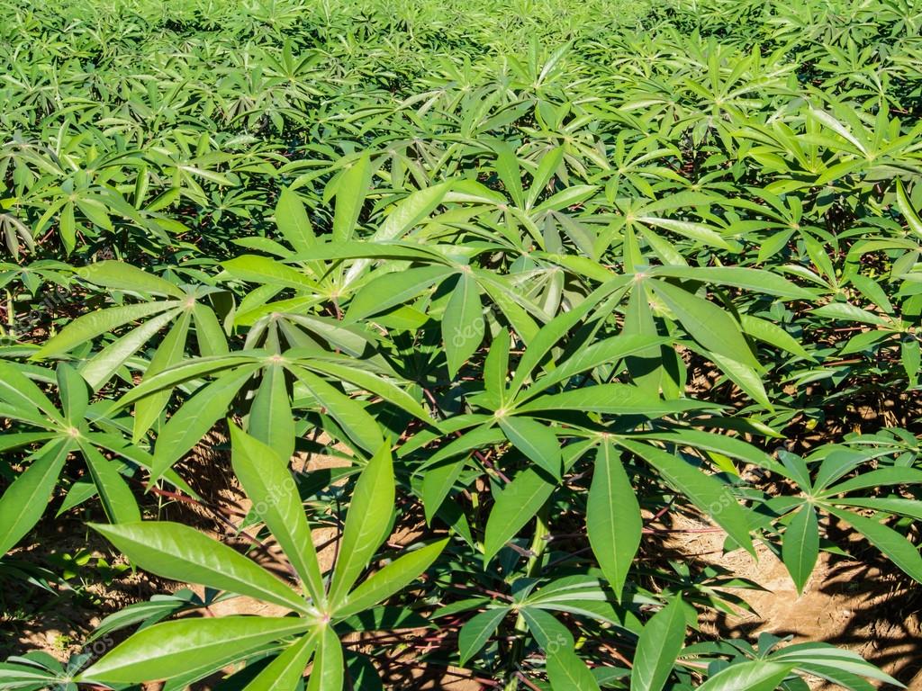 cassava leaf