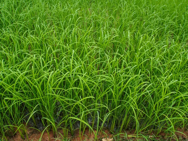 Groene plant rijst — Stockfoto