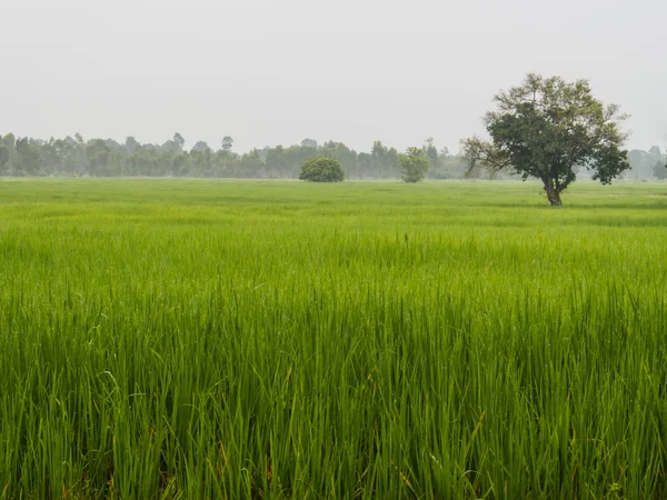 Boerderij rijst in de ochtend — Stockfoto