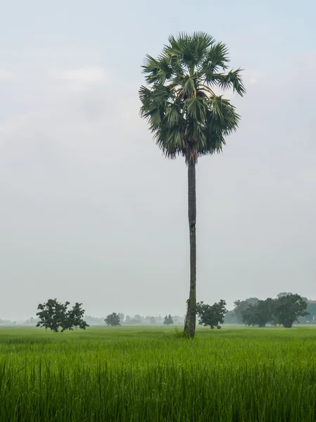 Suiker palmboom in rijst veld — Stockfoto