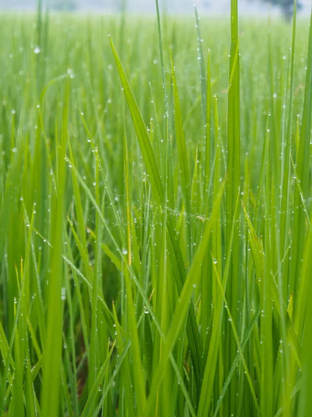 Dauw op rijst boerderij in de ochtend — Stockfoto