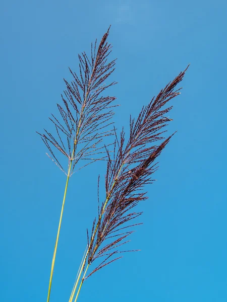 Bloem gras op blauwe hemel — Stockfoto