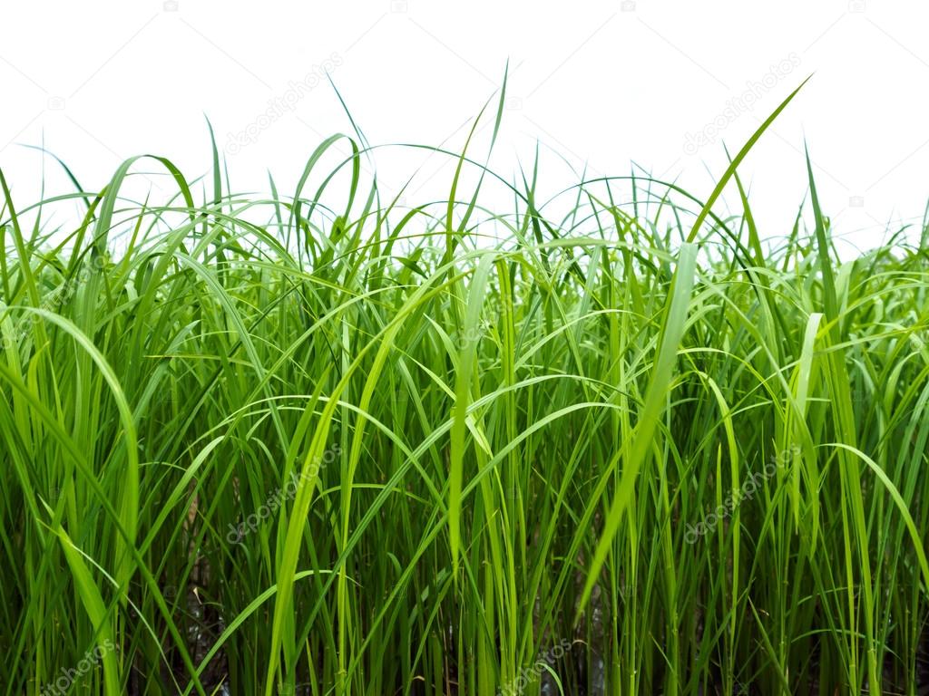 Rice plant in side view