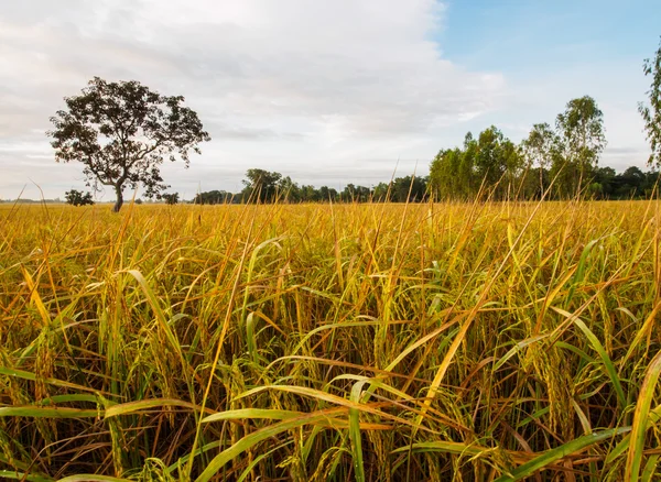 Rijst veld in landbouwgrond en spike — Stockfoto