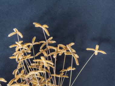 Kuru ot kahverengi renk