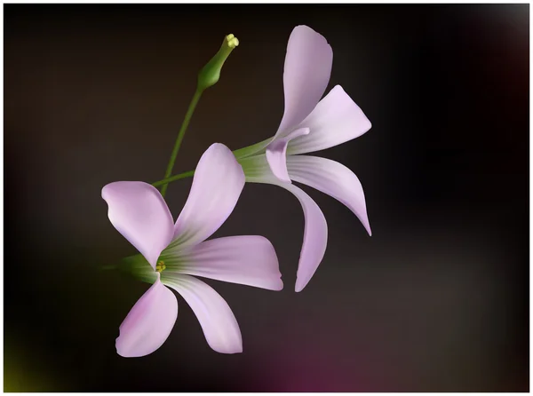 Blommor av den falska Shamrock. — Stock vektor