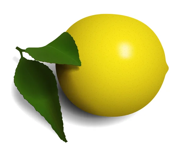 Citron ordinaire aux feuilles . — Image vectorielle