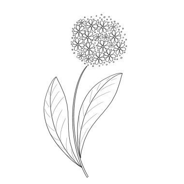 El yazısıyla dekoratif tasarım öğesi, beyaz arka planda el yapımı karalamalar. Siyah çizgili bir çizim. Temamız yaz çiçekli baskılar. Dekorasyon tasarımı süsü