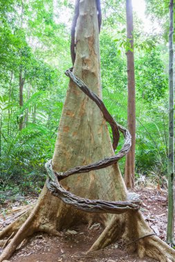 tropik yağmur ormanı