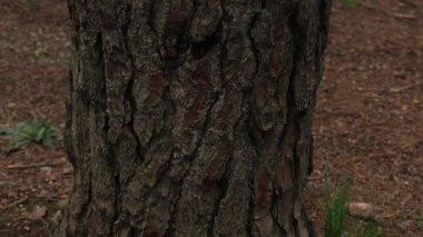 Ağaç Gövdesi Eğiliyor