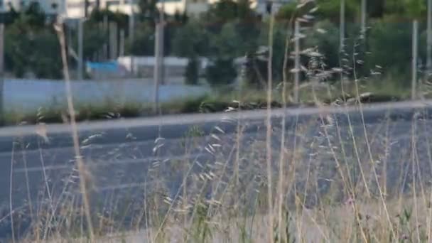 Roadside Grass and Flowing Traffic — Stock Video