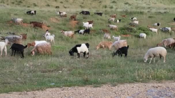 Chèvres dans le pâturage parmi la verdure Aïd al Adha — Video