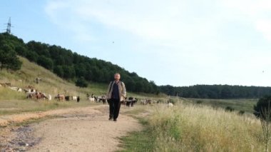 Otlakta Koyun ve Keçi Sürüsü ve Yolda Yürüyen Adam