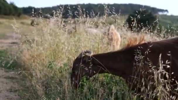 Коричнева коза їсть траву в пасовиську Eid al Adha — стокове відео