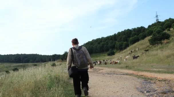 Mladý muž kráčející směrem k hejnu ovcí a koz — Stock video